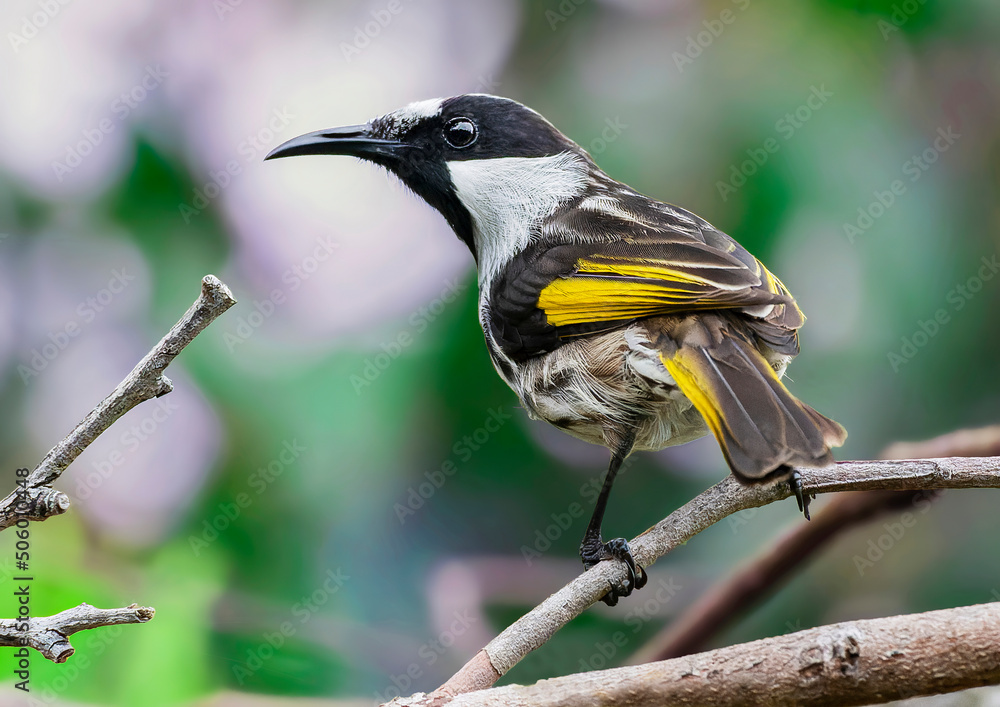 Fototapeta premium White-cheeked Honeyeater