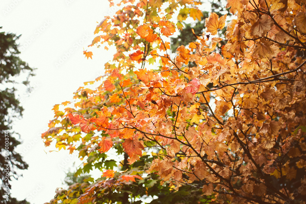 A background of autumn leaves on a tree. A background of autumn leaves on a tree.