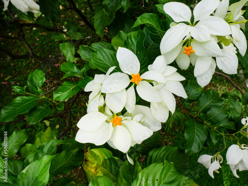 white flowers