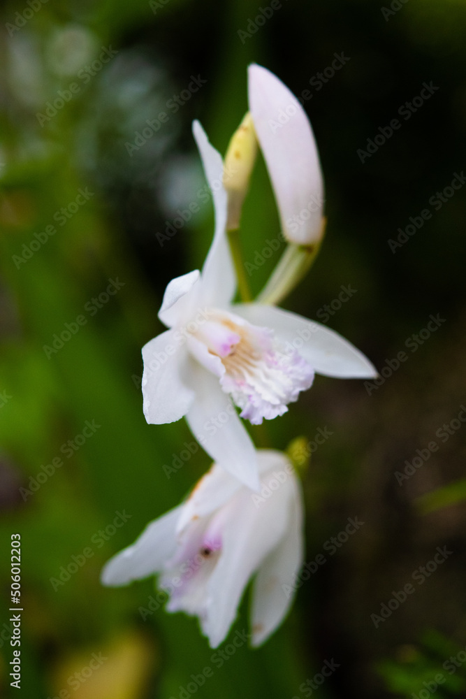 Fototapeta premium white urn orchid flowers, close-up