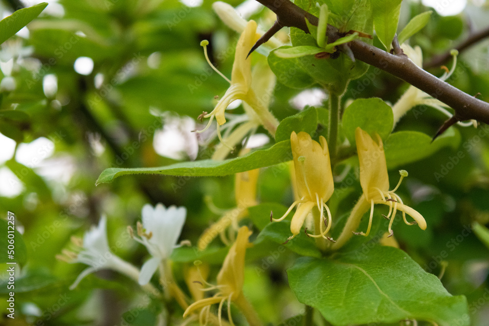 Japanese honeysuckle flowers, close-up 2 Japanese honeysuckle flowers, close-up 2
