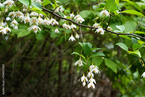 Blooming Japanese snowbell flowers in the forest, close-up