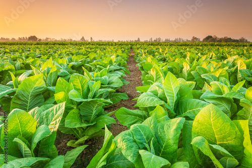 Fotografie, Obraz View of tobacco plant in the field at Sukhothai province, Northern of Thailand