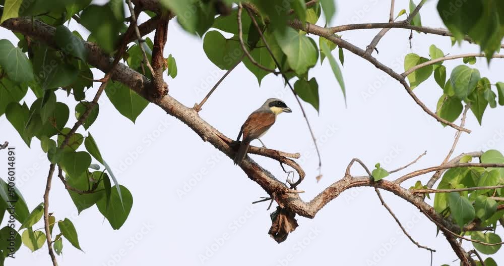 Tiger Shrike perched on a branch and turned to look. Tiger Shrike perched on a branch and turned to look.