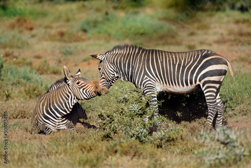 Cape mountain zebras  Equus zebra  in natural habitat  Mountain Zebra National Park  South Africa.