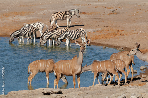 Kudu antelopes and plains zebras at a waterhole, Etosha National Park, Namibia.