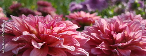 rosa Dahlien Blüten pink Banner Hintergrund verschwommen