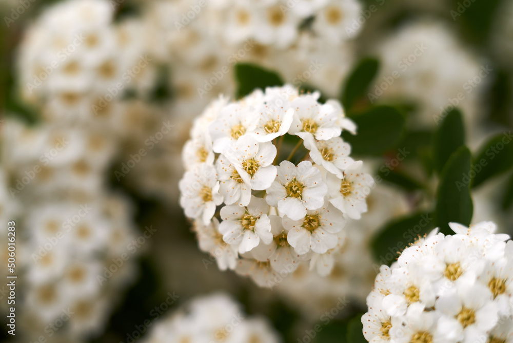 Close-up image of tiny white flowers of Alyssum maritimum, common name sweet alyssum Close-up image of tiny white flowers of Alyssum maritimum, common name sweet alyssum