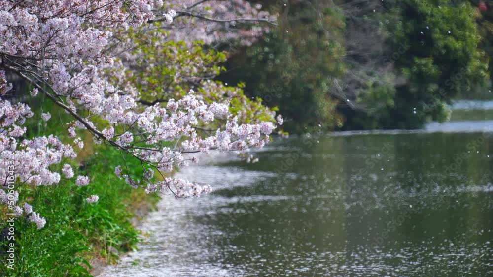 桜散る 亀鶴公園(香川県さぬき市) 桜散る 亀鶴公園(香川県さぬき市)