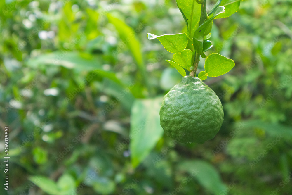 closeup of bergamot on the tree at Thailand closeup of bergamot on the tree at Thailand