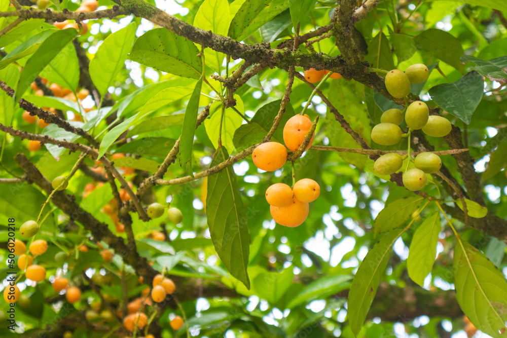 closeup of Burmese grape on the tree at Thailand