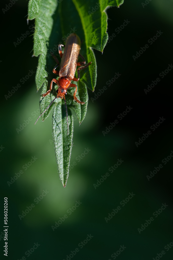 Φωτογραφία close up of a small brown soldier beetle (Cantharidae) perched on the edge of a leaf of a stinging nettle, against a green background, in portrait format