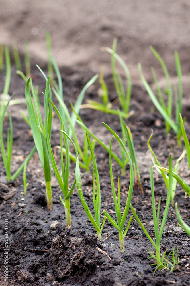 Close-up of the garlic plantationl. Selective focus Close-up of the garlic plantationl. Selective focus