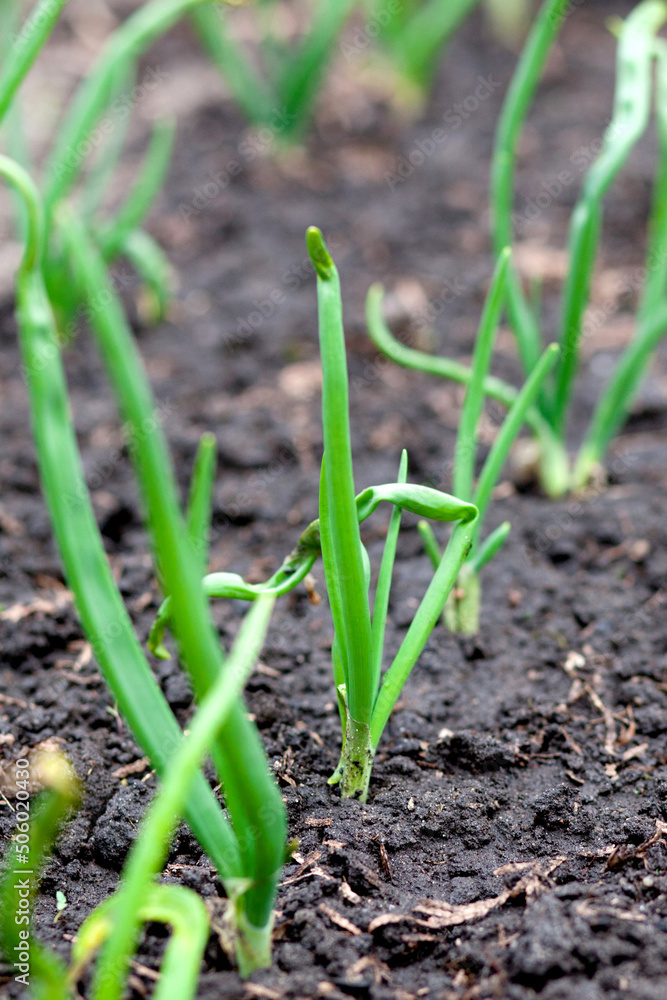 Young green onions in the garden Young green onions in the garden