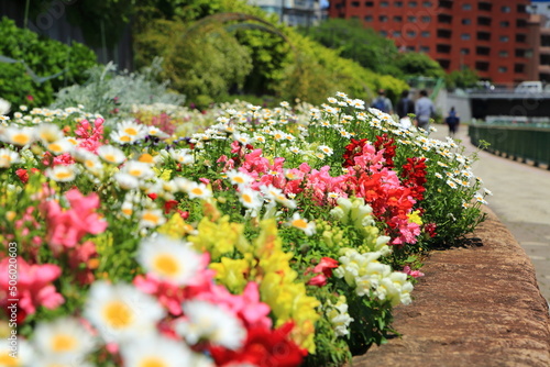 Fototapeta Naklejka Na Ścianę i Meble -  隅田川テラスに咲く色とりどりの花々