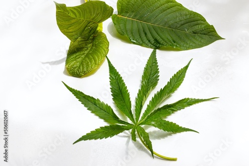 Cannabis leaf and kratom leaves, Cannabis Sativa