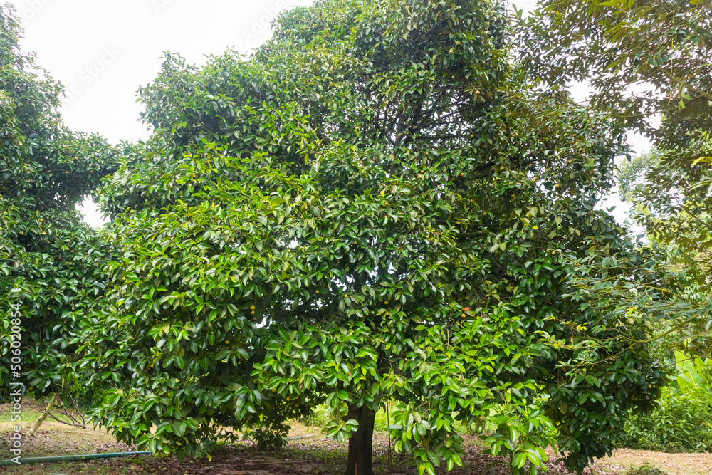 outdoor green fresh fruit farm at Thailand