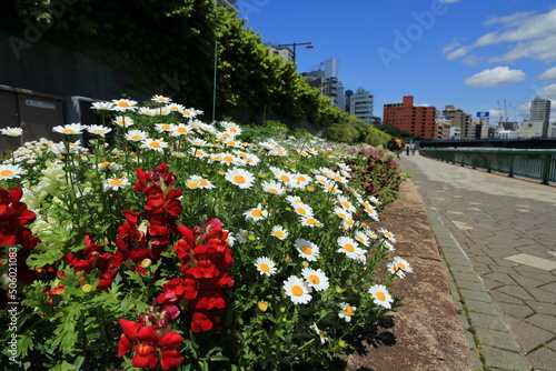 隅田川テラス沿いに続く色とりどりの花壇