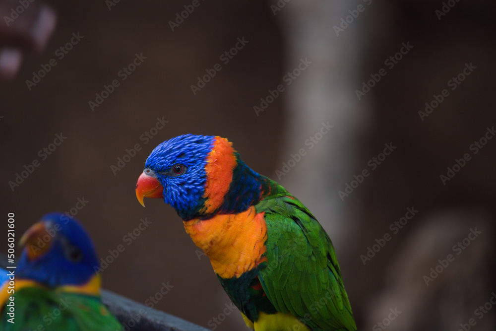blue yellow and green macaw blue yellow and green macaw