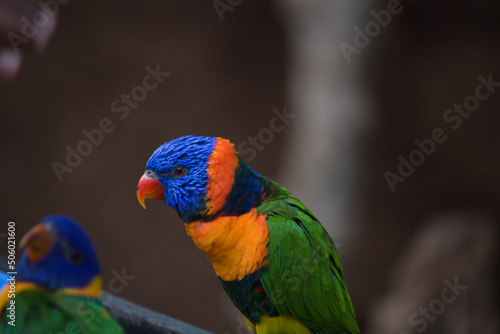 blue yellow and green macaw