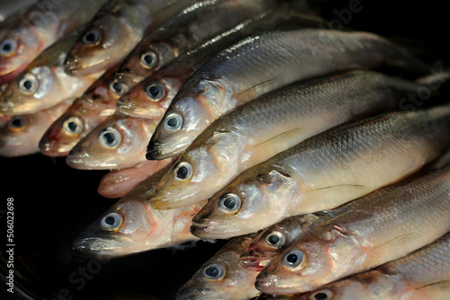 catch of river smelt. fishing as a hobby. there was a healthy meal