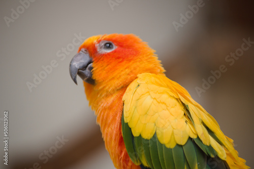 red and yellow macaw © Mustang Dinesh