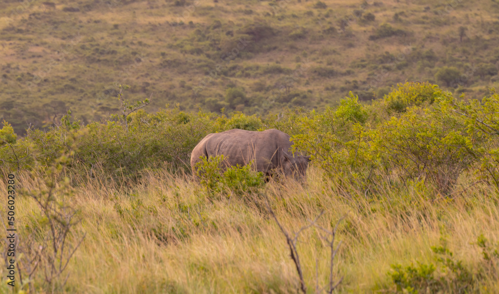 Fototapeta premium Nashorn im Naturreservat Hluhluwe Nationalpark Südafrika