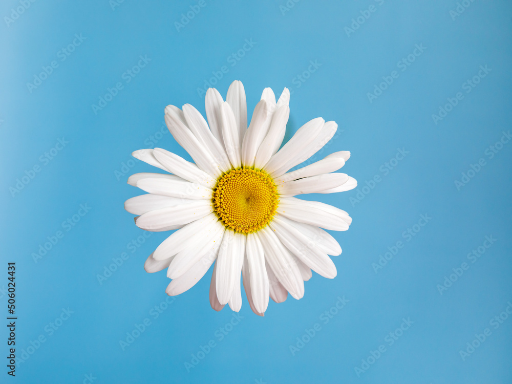 Isolated one big chamomile flower with white petals and yellow heart on blue background. Flat lay. Top View from above. High quality photo. Copy space. Floral design. Summer creative minimal concept Isolated one big chamomile flower with white petals and yellow heart on blue background. Flat lay. Top View from above. High quality photo. Copy space. Floral design. Summer creative minimal concept