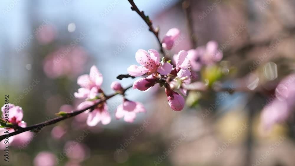 Close up video of Sakura blossoms in full bloom at spring day Close up video of Sakura blossoms in full bloom at spring day