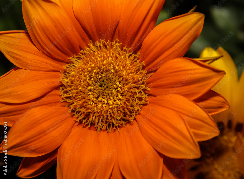 Treasure Flower. Flame red . Overhead view . Close up Treasure Flower. Flame red . Overhead view . Close up