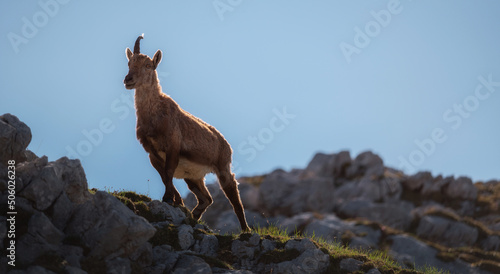 Alpine ibex in the Julian Alps high in the mountains