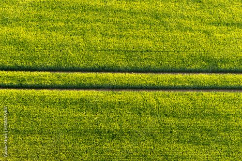Straight lane in green field from above. Aerial view