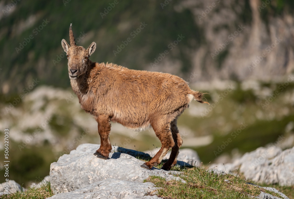 Alpine ibex in the Julian Alps high in the mountains Alpine ibex in the Julian Alps high in the mountains