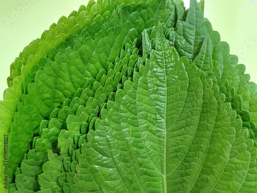 perilla leaf
