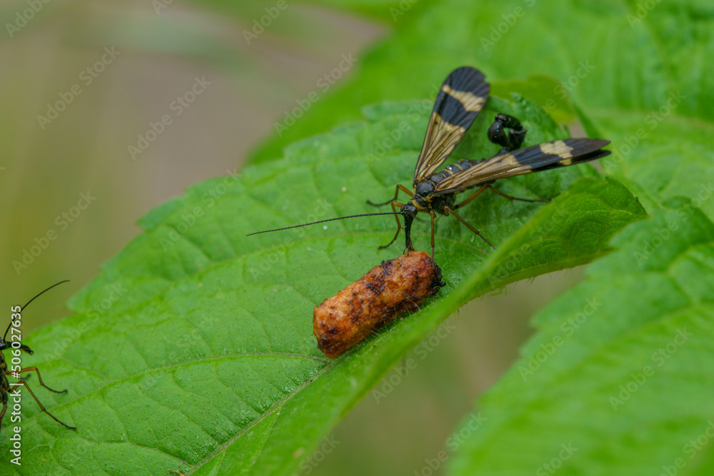 Fototapeta premium 日本のシリアゲムシ