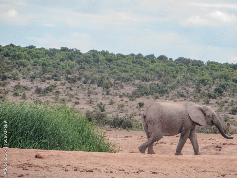 Elephant in the wild in South Africa. Elephant in the wild in South Africa.