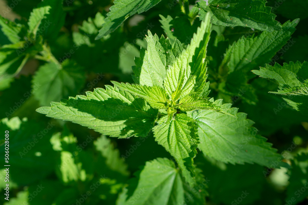 close up of nettle leaves close up of nettle leaves