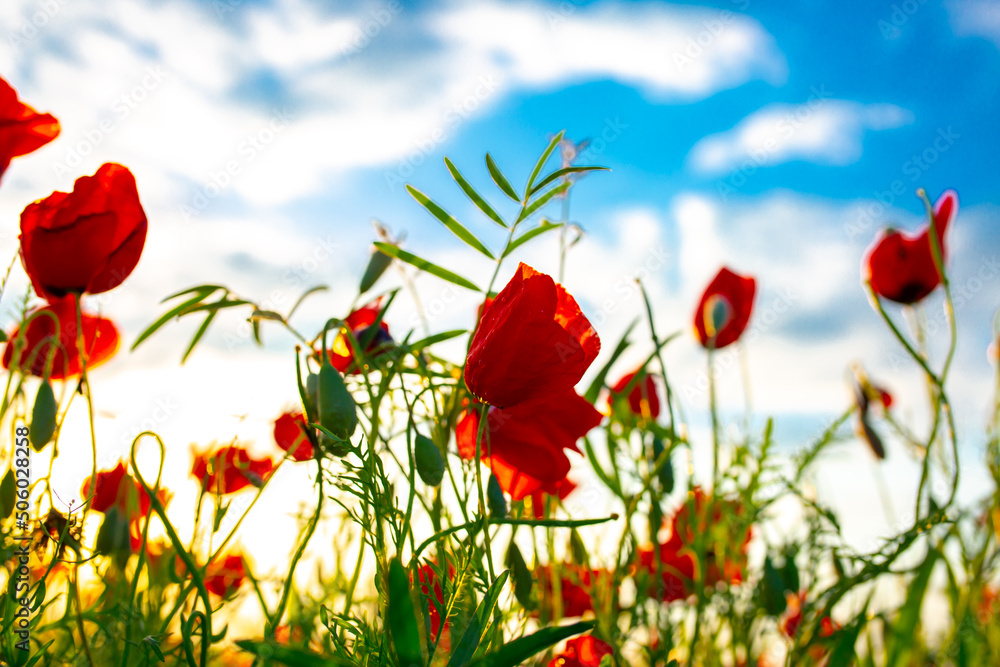 Fototapeta premium Spring, Field of poppy flowers against the blue sky with clouds. The concept of freshness of morning nature. Spring landscape of wildflowers. Beautiful landscape long banner.