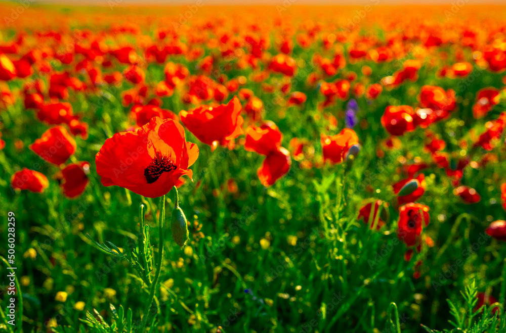 Obraz premium Spring, Field of poppy flowers against the blue sky with clouds. The concept of freshness of morning nature. Spring landscape of wildflowers. Beautiful landscape long banner.