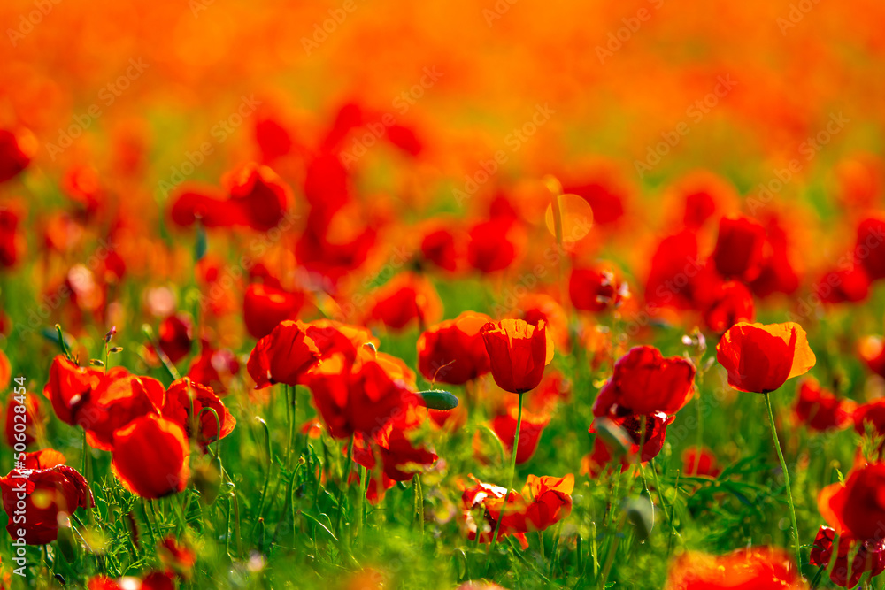 Fototapeta premium Spring, Field of poppy flowers against the blue sky with clouds. The concept of freshness of morning nature. Spring landscape of wildflowers. Beautiful landscape long banner.