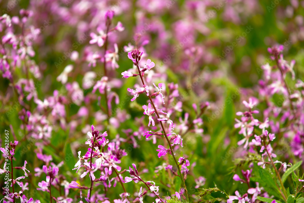 Blooming garden spring flowers. Blooming camel thorn in spring. Medicinal plant, pink flowers. Delicate floral landscape with blurry background and copy space. Blooming garden spring flowers. Blooming camel thorn in spring. Medicinal plant, pink flowers. Delicate floral landscape with blurry background and copy space.