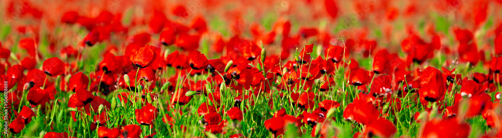 Spring, Field of poppy flowers against the blue sky with clouds. The concept of freshness of morning nature. Spring landscape of wildflowers. Beautiful landscape long banner. Spring, Field of poppy flowers against the blue sky with clouds. The concept of freshness of morning nature. Spring landscape of wildflowers. Beautiful landscape long banner.
