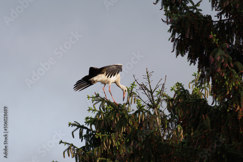 Der große Storch ist auf einem Fichtenzweig gelandet photo