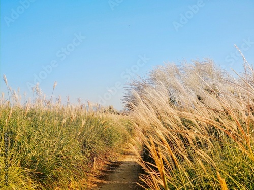 grass on the road