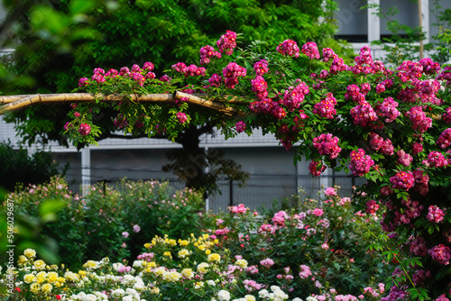 東京、赤坂氷川公園の薔薇たち