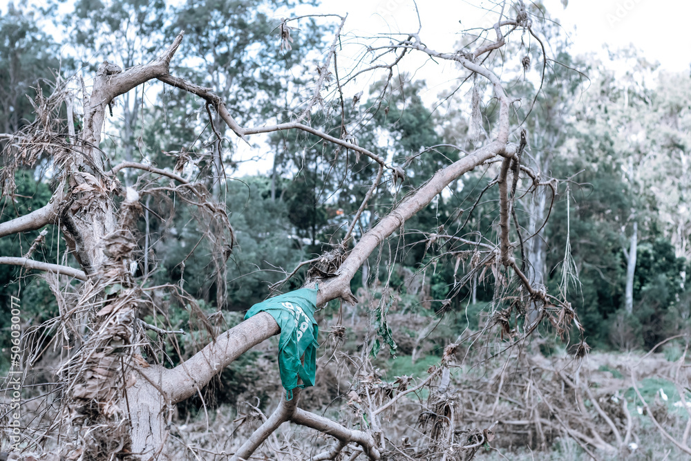 Woolworths green  reusable bag washed up on a fallen tree due to the floods. Climate Change Concept. Queensland Flood, Youngs Crossing 2022