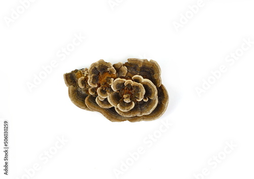 Turkey tail mushroom isolated. Trametes versicolor, also known as coriolus versicolor and polyporus versicolor mushroom, the best natural cure for cancer