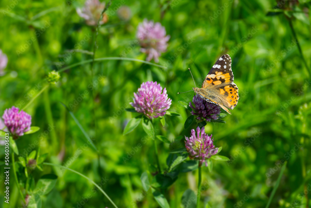 Painted Lady (Vanessa Cardui) Butterfly perched on pink flower in Zurich, Switzerland Painted Lady (Vanessa Cardui) Butterfly perched on pink flower in Zurich, Switzerland
