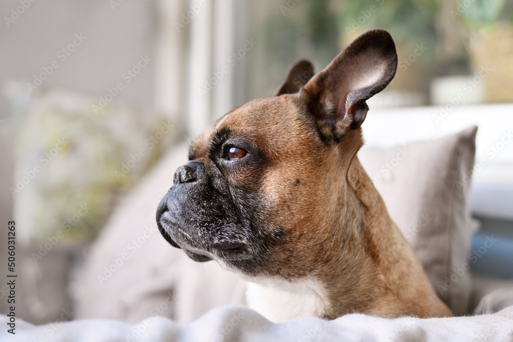 Side view of awn French Bulldog dog
