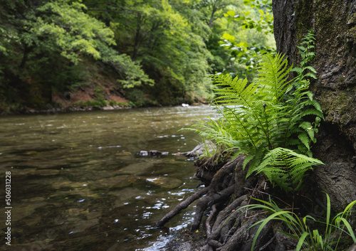 Fern - green plant near the trunk of a tree, on the bank of a mountain river. The beauty of nature - concept.
